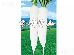 ����1̖(h��o)-�}���N��-����