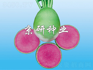 ����2̖(h��o)-�}���N��-����