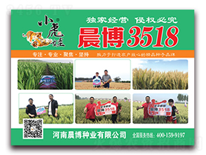 小虎娃晨博3518-小麥種子-晨博種業
