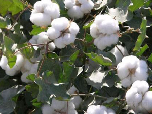 ���S��67̖�������67̖��-�޻��N��-���S�r�I