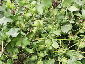 ���S��55̖�������55��-�޻��N��-���S�r�I