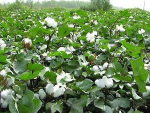 ���S��26̖�������26��-�޻��N��-���S�r�I