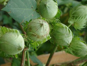 ���s��17̖-�޻��N��-���S�r�I