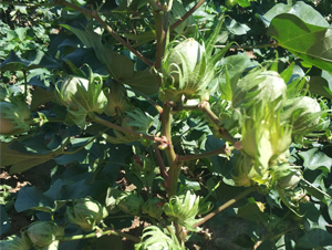 ʡ����2̖-�޻��N��-���S�r�I