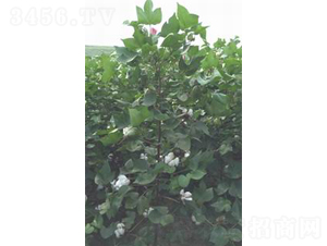 ������1̖-�޻��N��-���S�r�I