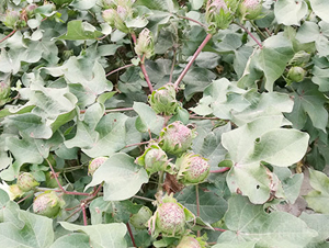 ���s��20̖-�޻��N��-���S�r�I