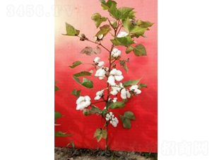 ��FZ001-�޻��N��-���S�r�I