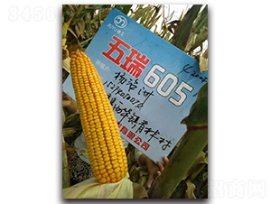 ����605-���׷N��-����N�I