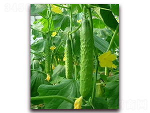 ���S2-�S�ϷN��-�r֮��