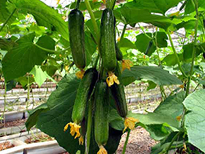 ���S9-�S�ϷN��-�r֮��