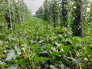 壽研一號西葫蘆種子實例圖