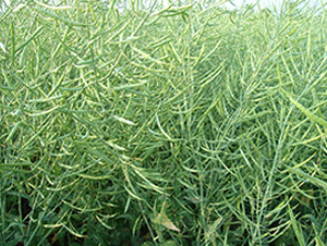 �����s4̖-�Ͳ˷N��-�н��N�I