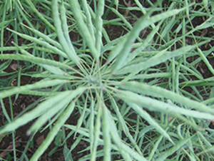 ����16-�Ͳ˷N��-�н��N�I