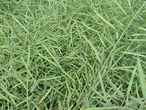 �؃�11̖-�Ͳ˷N��-�н��N�I