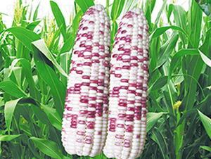 �K��Ŵ1502-Ŵ���׷N��-�н��N�I