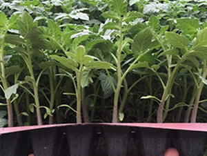 ����С����-���ѷN��-�A�~�N�I