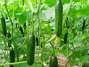 �o��ˮ��С�S��-�S�ϷN��-�A�~�N�I