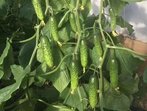 ���S��-�S�ϷN��-�A�~�N�I