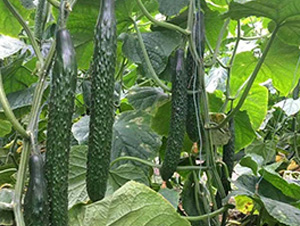 ȫ�������ܴ��S��-�S�ϷN��-�A�~�N�I