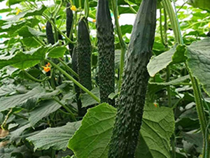 �G��A6�S��-�S�ϷN��-�A�~�N�I