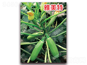 ������-�����J�N��-�ϰľG��