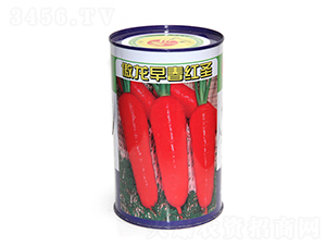 �����ؼ����t-�t�}���N��-����