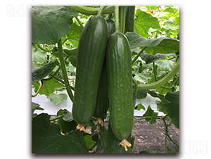 ����100-�S�ϷN��-��ʢԪ