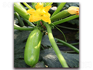 �e��-�����J�N��-��ʢԪ