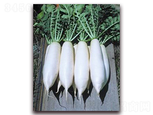 ���°�-����}���N��-���r���v