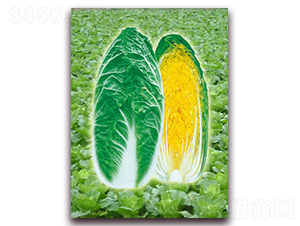 ������-���޲˷N��-���r���v