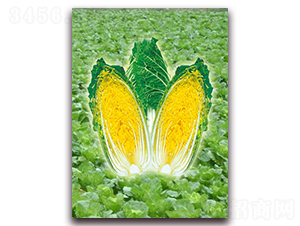 ��-���޲˷N��-���r���v