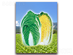 ��ʢ-��ײ˷N��-���r���v