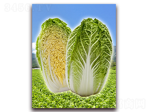 ����-��ײ˷N��-���r���v