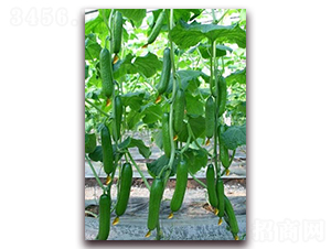 ��ķ˹�ص�-���S�ϷN��-���r���v