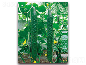 �n����̖-�S�ϷN��-���r���v