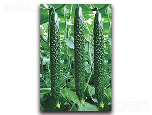 �n����̖-�S�ϷN��-���r���v