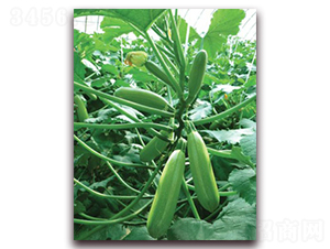 ���v36-�����J�N��-���r���v