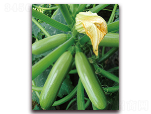 ����˹-�����J�N��-���r���v