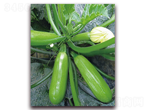 �����Ĺ�-�����J�N��-���r���v