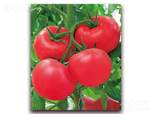 新荷蘭巨粉-早熟粉果番茄種子-中農天騰