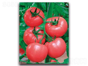 中農五號-大果型粉果番茄種子-中農天騰