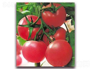 荷蘭超早五號-早熟粉果番茄種子-中農天騰