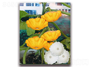 ���S�w��-�����J�N��-�ꂥ�N�I