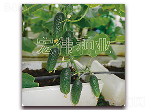 ��ɯһ̖-�S�ϷN��-�ꂥ�N�I