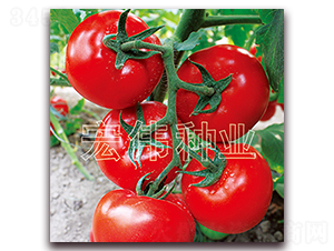 ȫ��218-�t�����t���N��-�ꂥ�N�I