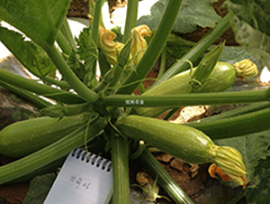 ������̖-�����J�N��-�����r�I