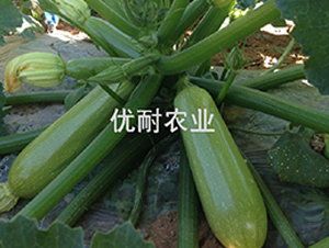 ������̖-�����J�N��-�����r�I