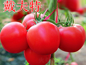 ������-�۹����ѷN��-�f���r�I