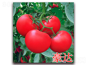 豪達-粉果番茄種子-萬宇農業