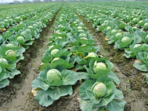 ���{�N��-��ϣ��